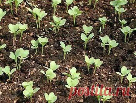 Посадим капусту осенью Опыт Натальи Лукьяновой, г. Самара

Мы с мужем сажаем капусту не только весной, но и осенью. Посев под зиму дает мощные закаленные всходы. И овощи, по нашему общему мнению, вырастают крупнее. Для осен…