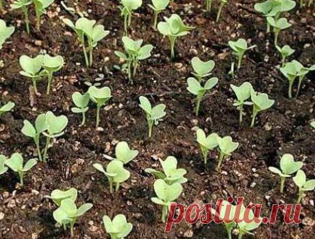 Посадим капусту осенью Опыт Натальи Лукьяновой, г. Самара

Мы с мужем сажаем капусту не только весной, но и осенью. Посев под зиму дает мощные закаленные всходы. И овощи, по нашему общему мнению, вырастают крупнее. Для осен…