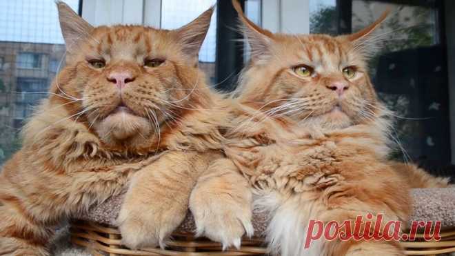 Целитель, защитник, охотник: окрас кота расскажет о его скрытых способностях