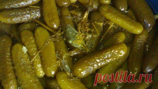 Секреты засолки: как приготовить вкусные и хрустящие огурцы
