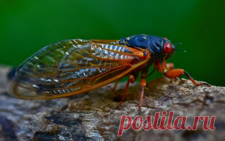 The Emergence Begins! Periodical Cicadas (Magicicada septendecim) | Things Biological