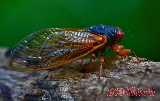 The Emergence Begins! Periodical Cicadas (Magicicada septendecim) | Things Biological