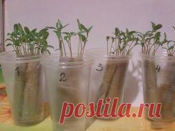 Выращиваем рассаду без земли, на полоске из целлофанового пакета - Садоводка