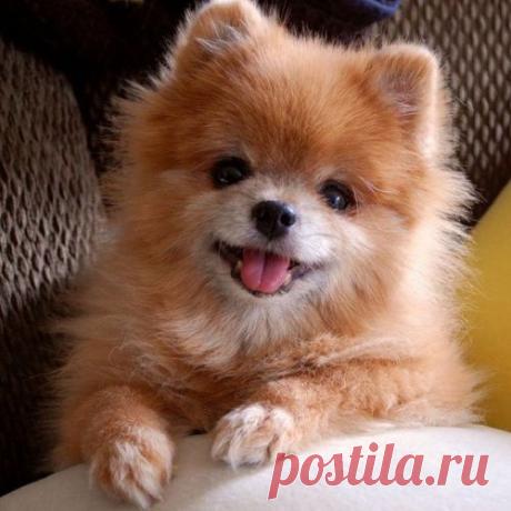 Эти мордашки поднимут вам настроение