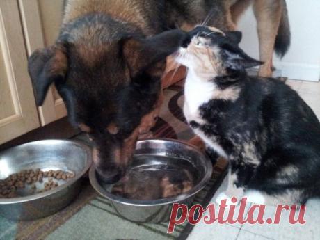 Хозяин застал своего кота перед монитором. Вы не сможете сдержать слёз, когда узнаете, что он делал...