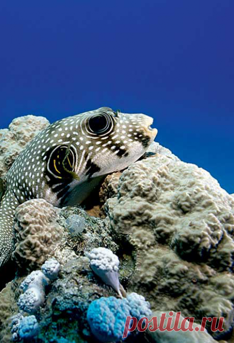 В прозрачных водах Красного моря, на прибрежных рифах, обитает масса разноцветной рыбьей мелочи, поэтому эти места так любят начинающие аквалангисты