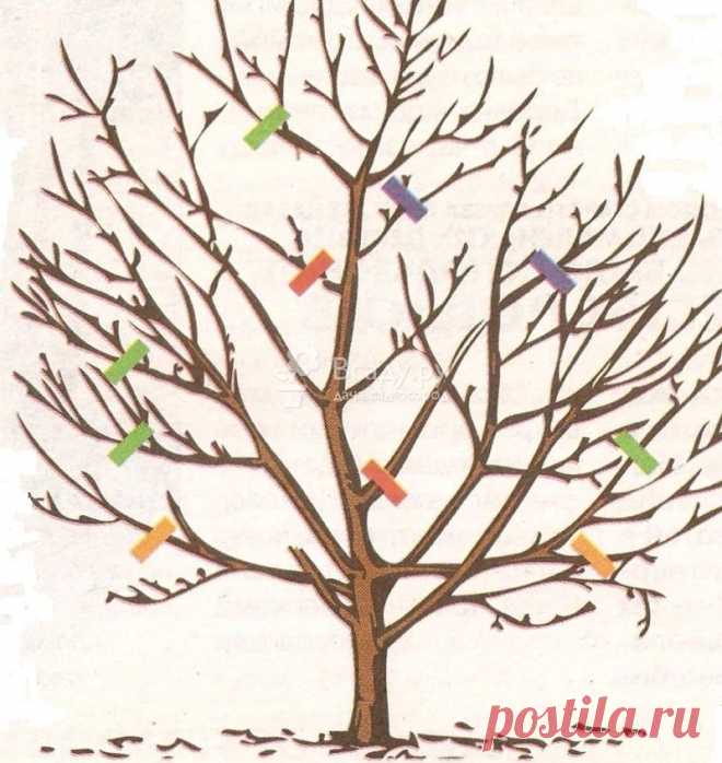 Огород, сад, балкон