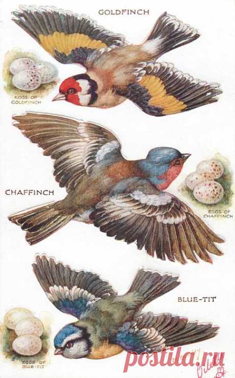 GOLDFINCH, CHAFFINCH, BLUE-TIT & their eggs - TuckDB Postcards