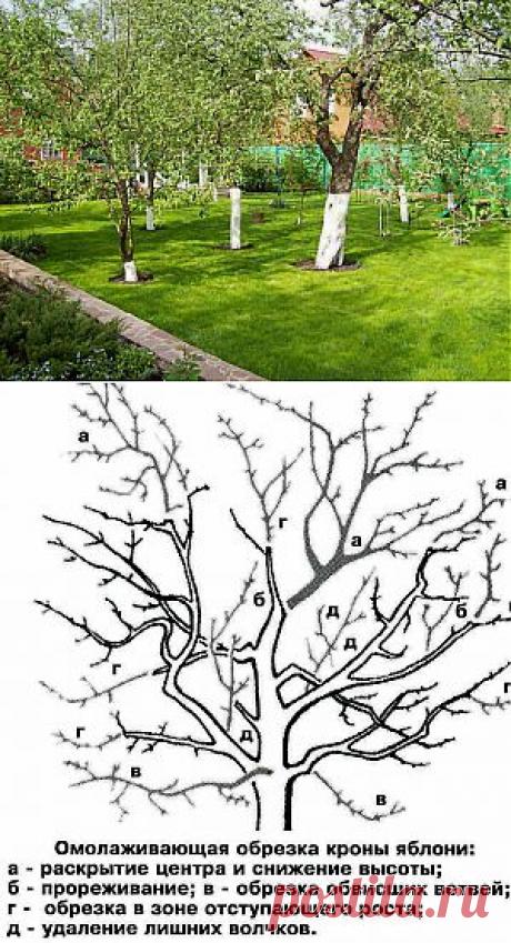 Как омолодить старое дерево | Дача - впрок