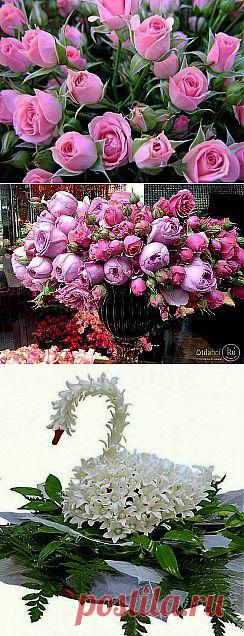 КОМПОЗИЦИИ ИЗ ЦВЕТОВ.