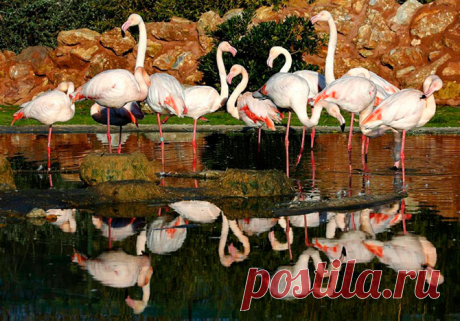 Фотоподборка с животными