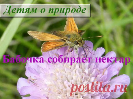Детям о насекомых. Как бабочка собирает цветочный нектар? - YouTube