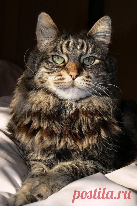 Mostly Cats. Mostly.