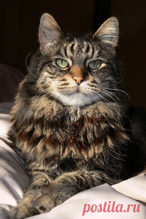 Mostly Cats. Mostly.