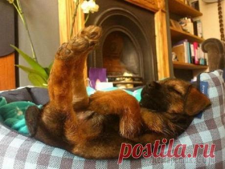 Собаки, которых внезапно сморил сон…