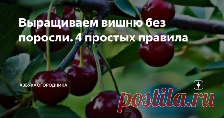 Выращиваем вишню без поросли. 4 простых правила Молодые деревья, как правило, не подвержены нашей проблеме — до 3 — 4 лет вы не увидите новые побеги в приствольном круге вишни. Однако, чем старше становится дерево, тем более вероятно, что очередной весной у нашей красавицы появится семья из прикорневой поросли. Сложность состоит в том, что при механическом удалении ростков становится только больше. Основной причиной появления «деток» считается сильная травматизация, котору...