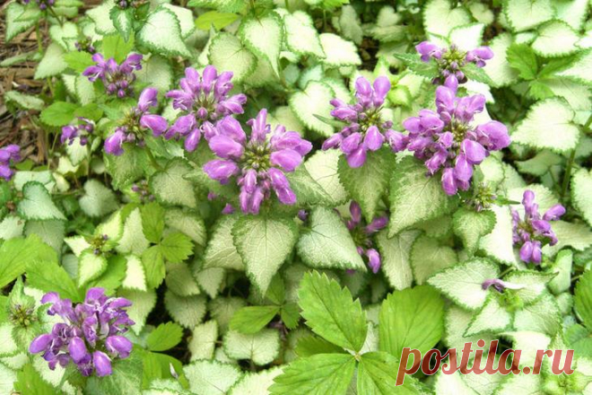 Самые яркие почвопокровные растения для сада
