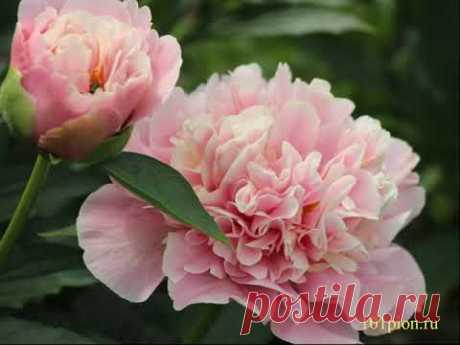 Peony Drolla / Пион Дролла.