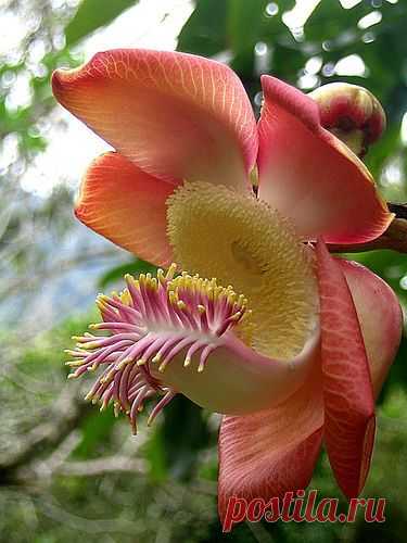 Sara Дерево в цвету. #flowers #unusual_flora: Цветы, Растения, красивые цветы, Сара дерево, цветы и сада, Довольно цветок, Необычный цветок