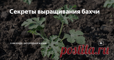 Секреты выращивания бахчи Выращивание бахчевых культур — несложное занятие, если в регионе подходящие климатические условия. Однако и в уходе за этими растениями есть свои нюансы, на которые нужно обратить внимание. В этой статье вы найдете 5 секретов выращивания бахчи. 
