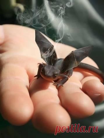 Сказки - больше, чем правда, не потому, что в них рассказывается о существовании драконов, а потому, что они говорят нам: драконов можно победить.