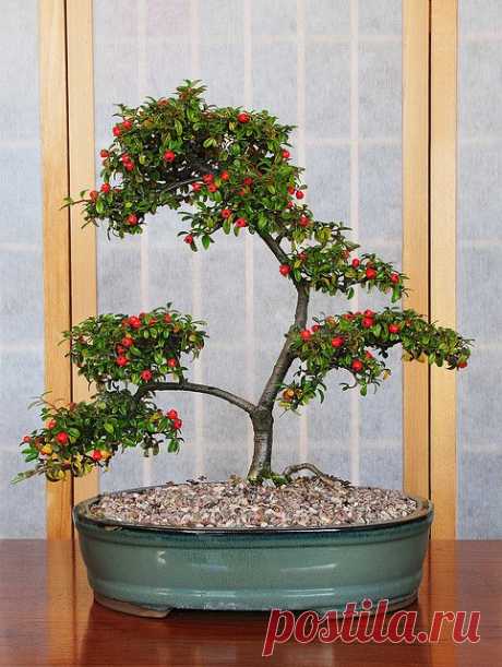 Cotoneaster (Cotoneaster horizontalis) Bonsai Tree with Berries   |  Pinterest