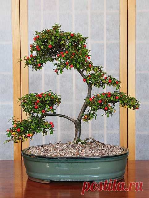 Cotoneaster (Cotoneaster horizontalis) Bonsai Tree with Berries   |  Pinterest