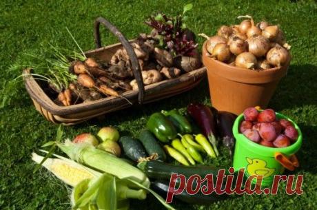 Как правильно собрать и сохранить урожай овощей.

У каждой культуры свои сроки созревания, свои требования к уборке, подготовке к хранению, условия лежкости. Знать их и умело ими пользоваться — значит действительно достичь результатов.