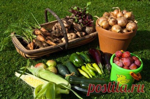 Как правильно собрать и сохранить урожай овощей.

У каждой культуры свои сроки созревания, свои требования к уборке, подготовке к хранению, условия лежкости. Знать их и умело ими пользоваться — значит действительно достичь результатов.