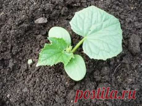 Посадка рассады в открытый грунт