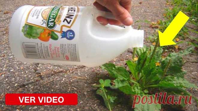 В прошлом году я в первый раз использовала в саду уксус. Теперь все соседи делают то же самое! Ни для кого не секрет, что растения, так же как и люди, могут болеть. А больных обязательно нужно лечить. Мы расскажем вам, как можно вылечить сад при помощи продукта, который не загрязняет окружающую среду и не оказывает отрицательного воздействия на организм человека.
Этот продукт — уксус. Вы смо