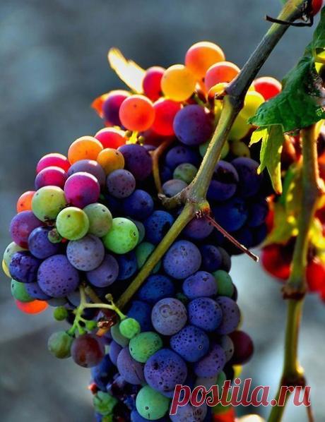 Вдохновение природой. Подбор цвета и фактуры.: ru_knitting — ЖЖ