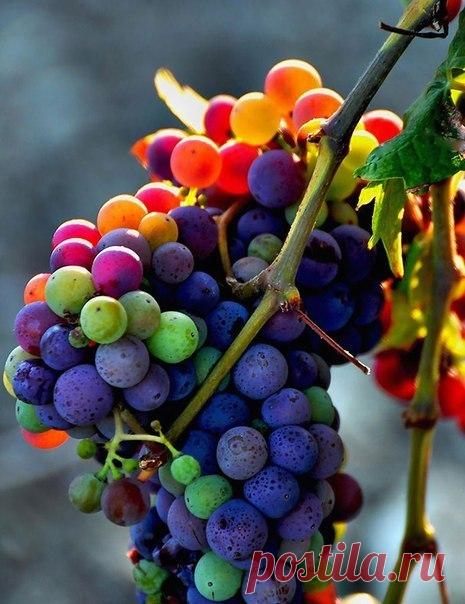 Вдохновение природой. Подбор цвета и фактуры.: ru_knitting — ЖЖ