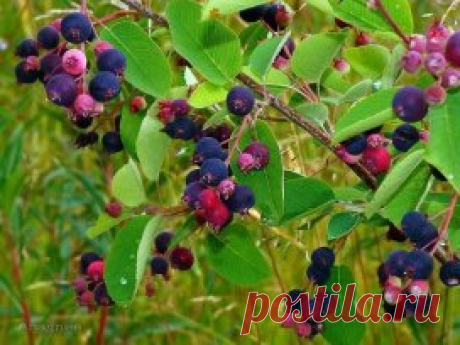 ИРГА - УКРАШАЕТ ДАЧУ, ПОМОГАЕТ СОХРАНИТЬ ЗДОРОВЬЕ 
Варенье из ирги
Растет у меня на даче замечательный куст под названием Ирга. Сажала я его в декоративных целях, он, действительно, красиво смотрится в ландшафте. Но, как оказалось, кроме своей декоративности, он еще и очень полезен, вернее ягоды ирги, которых на этом кусте созревает очень много. 
 Полезные свойства ирги обусловлены составом ягод: в них содержатся яблочная кислота, сахар, витамины С, В, А, стерины, дубильные вещества, флавонолы