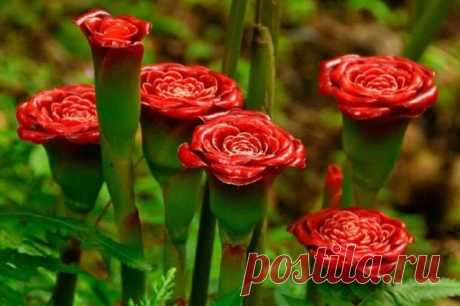 Оказывается, вот так цветет имбирь! 
Вам нравится?❤