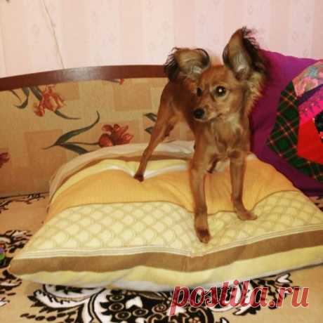 Photo by Нина Дерябина on March 12, 2022. May be an image of dog and indoor.