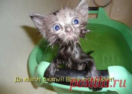 котики Поиск