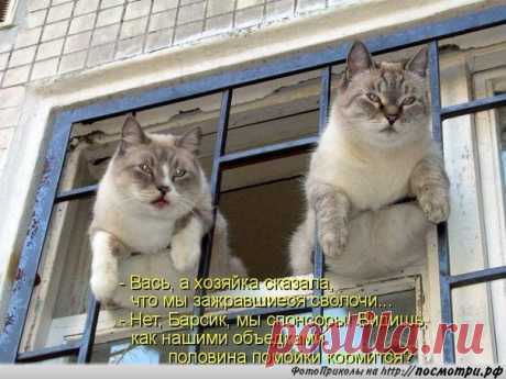 Коты и кошки ツ