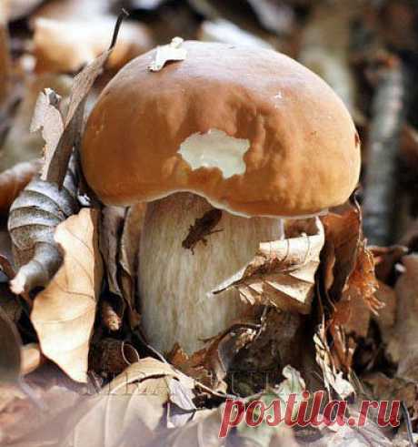 КАК ПРИГОТОВИТЬ ГРИБНУЮ ИКРУ | Дачный сад и огород