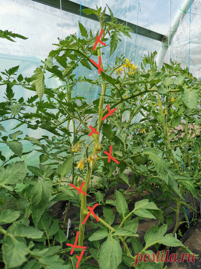 Шпаргалка для пасынкования высокорослых и низкорослых томатов. | Огородник из Рязани | Яндекс Дзен
