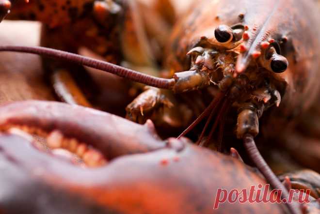 Миссия: спасти рядового лобстера