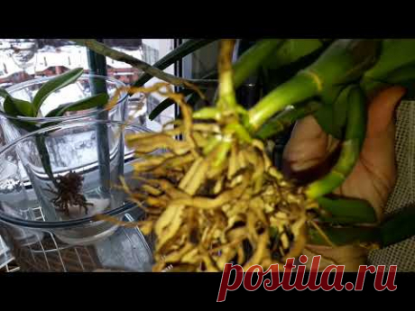 Эксперимент с чаем и лимоном ч. 2