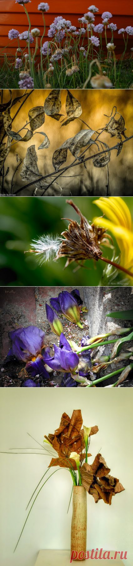 The Beauty of Decay Photography – Withered Leaves &amp; Flowers – Сообщество – Google+