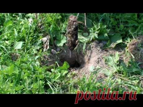 Как избавиться от кротов. Охота на крота.