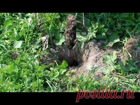 Как избавиться от кротов. Охота на крота.