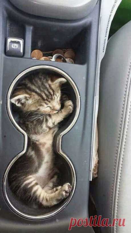 Для сна нет преград: 35 фото котов, которые это доказали – Нескучно