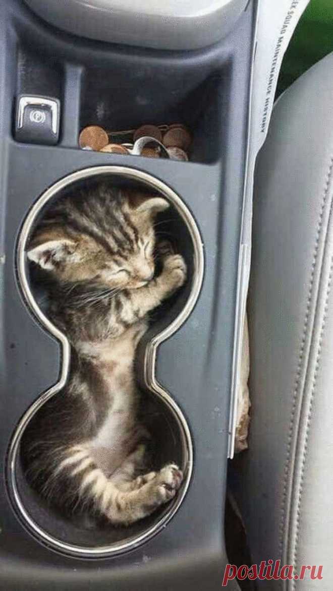 Для сна нет преград: 35 фото котов, которые это доказали – Нескучно