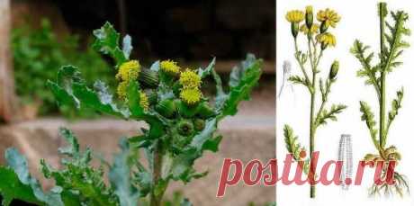 Крестовник обыкновенный (Senecio vulgaris) | Рецепты народной медицины