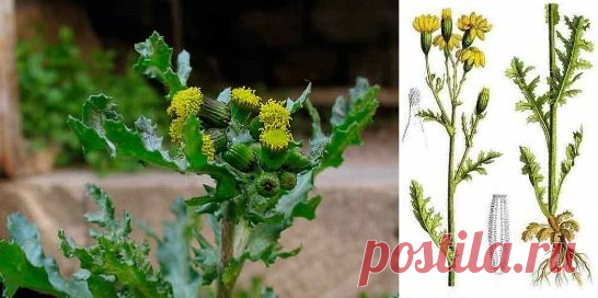 Крестовник обыкновенный (Senecio vulgaris) | Рецепты народной медицины