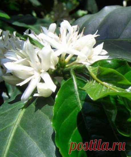 Выращиваем дома кофейное дерево: как бонсай и не только